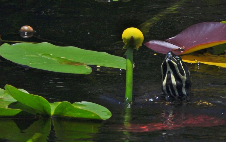 turtle and lily pad
